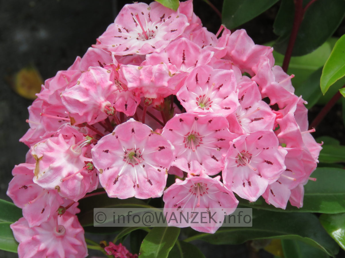 Kalmia latifolia Ewa 05.JPG
